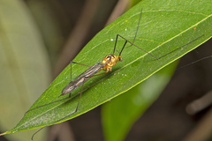 Nephrotoma australasiae