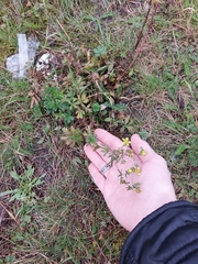 Potentilla intermedia