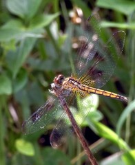 Trithemis aurora