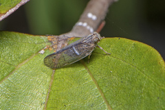 Cixiinae