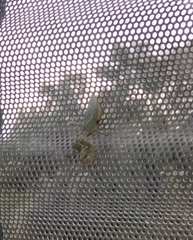 Hierodula transcaucasica