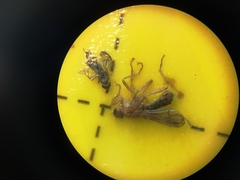 Norellisoma spinimanum