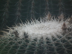 Kroenleinia grusonii