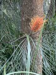 Grevillea pteridifolia