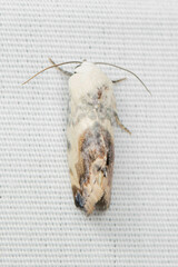 Acontiini