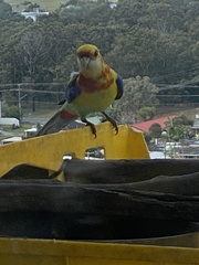 Platycercus eximius x adscitus