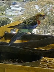 Platycercus eximius x adscitus