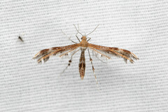 Oxyptilini