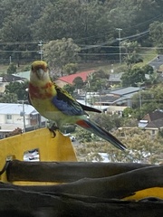 Platycercus eximius x adscitus