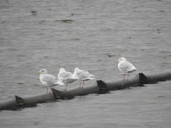 Larus glaucescens × hyperboreus