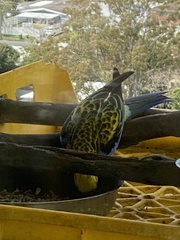 Platycercus eximius x adscitus