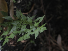 Parietaria pensylvanica