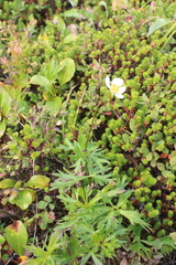 Anemonastrum sibiricum