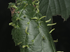 Eriophyes tiliae