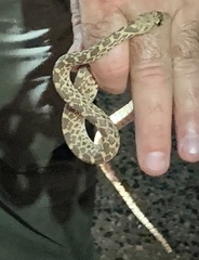 Pituophis catenifer affinis