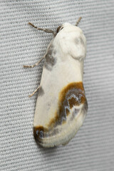 Acontia