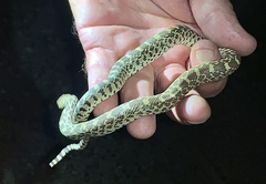 Pituophis catenifer affinis