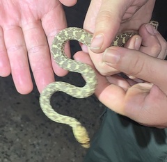 Pituophis catenifer affinis