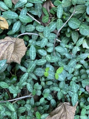 Trachelospermum asiaticum