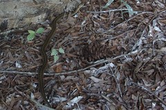 Thamnophis sirtalis sirtalis