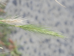 Hordeum murinum