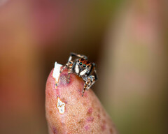 Maratus chrysomelas