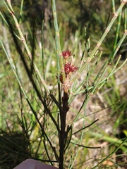 Allocasuarina