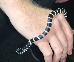 Lampropeltis californiae