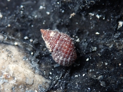 Alvania cimex