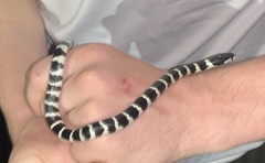 Lampropeltis californiae
