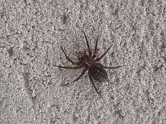 Lycosoides coarctata