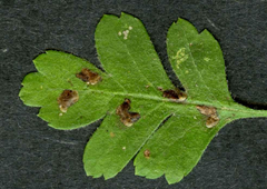 Rhamphus oxyacanthae