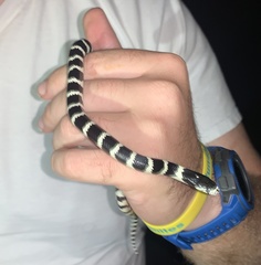Lampropeltis californiae