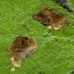 Rhamphus oxyacanthae