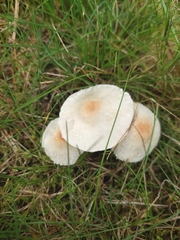 Fungi