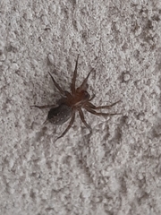 Lycosoides coarctata