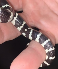 Lampropeltis californiae