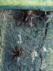 Ariadna septemcincta