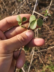 Vitex patula