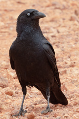 Corvus