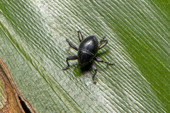 Trigonopterus