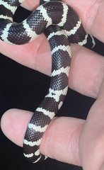 Lampropeltis californiae