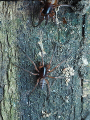 Ariadna septemcincta