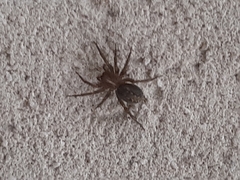 Lycosoides coarctata