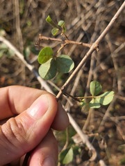 Vitex patula