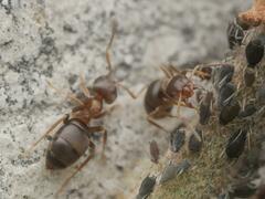 Lasius brunneus