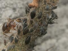 Aphis hederae