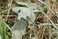 Orthetrum albistylum