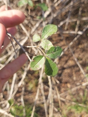 Vitex patula