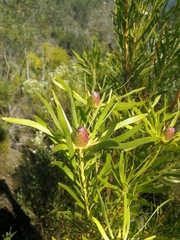 Leucadendron eucalyptifolium
